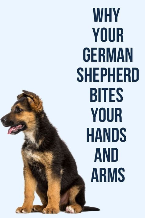 German Shepherd Quotes, German Shepherd Facts, German Shepherd Puppies Training, German Shepherd Training, Dog Behavior Problems, German Shepherd Puppy, Dog Training Advice, Dog Brain, Shepherd Puppy