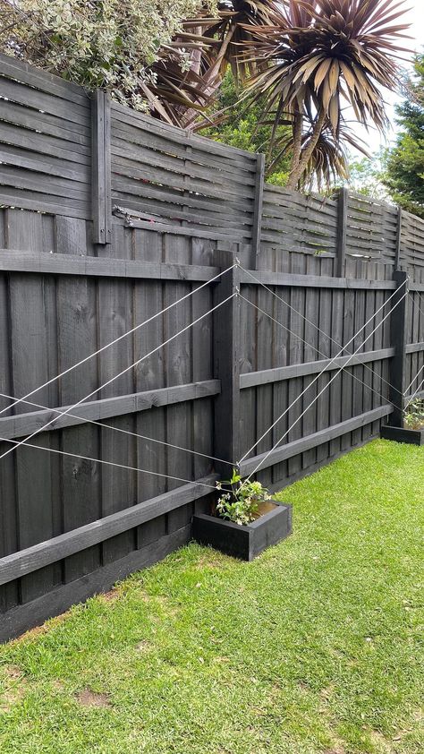 Trellis By Pool, Star Jasmine Espalier, Jasmine Garden Ideas, Trellis In Front Of Fence, Espalier Jasmine, Star Jasmine Trellis Ideas, Jasmine Vine Trellis, Jasmine On Fence, Wire Trellis Ideas