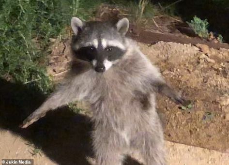 Raccoon STANDS stock still like a human when it is caught sneaking through a backyard at night Cute Dog Memes, Funny Dog Memes, Dog Facts, Surprising Facts, Racoon, Funny Animal Memes, Love Pet, Dog Memes, Animal Memes