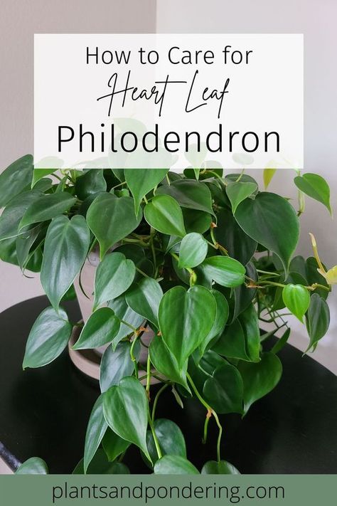 The heartleaf philodendron is a beautiful vining plant with heart-shaped leaves. Click to learn everything you need to know about how to keep your heartleaf philodendron happy! | philodendron care | houseplants | indoor plants | philodendron hederaceum House Plants Philodendron, Heart Shaped Plants, Million Hearts Plant, Philodendron Potting Ideas, Heart Philodendron Plant, Heartleaf Philodendron Care, Heart Shaped Leaf Plant, Heart Leaf Philodendron Care, Types Of Philodendron Plants