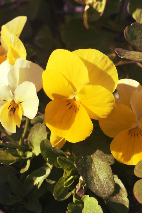 Pansy Aesthetic Flower, Pansy Flower Aesthetic, Pansies Aesthetic, Pansy Aesthetic, Summer Vibe Aesthetic, Background Mountain, Felt Cute Might Delete Later, Insta Reel, Eye Drop