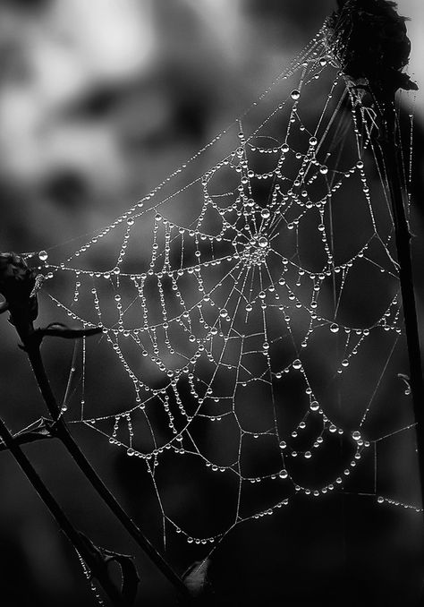 Ray Bilcliff Spider Astetic, Goth Spider Aesthetic, Spider Art Aesthetic, Cobwebs Aesthetic, Spidercore Aesthetic, Cobweb Aesthetic, Spider Aesthetic Dark, Spiders Aesthetic, Spiderweb Photography