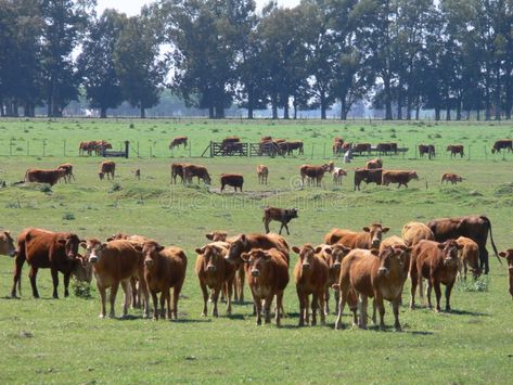 CATTLE. IN A RANCH IN ARGENTINA , #ad, #CATTLE, #RANCH, #ARGENTINA #ad Cattle Rearing, Cattle Ranch, Vector Stock, Mammals, Camel, Stock Vector, Stock Images, Stock Photos, Animals