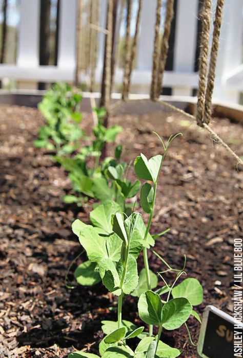 Peas Trellis, Pea Trellis, Growing Peas, Vertical Vegetable Gardens, Edible Gardening, Vine Trellis, Bamboo Trellis, Diy Trellis, Diy Shades