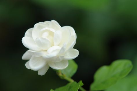 Sampaguita Flower, Filipino Tattoos, Different Types Of Flowers, National Flower, Jasmine Flower, Flower Names, Hawaiian Flowers, Fragrant Flowers, Exotic Flowers