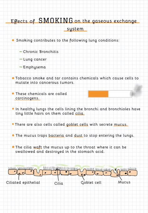 Digital notes - Effects of smoking on the gaseous exchange system- Biology Revision GCSE/ IGCSE • • • • What do you prefer: Biology, Chemistry or Physics?🧪🧬 • • • • • • • • • • • • • • • #bio #biology #gcse #igcse #notes #study #revision #smoking #gasexchangesystem #science #diagram #study #smokingeffects #gcsenotes #gcsebiology #gcserevision #igcse #igcsebiology #studygram #gcse2021 #igcsebiology #edexcelbiology #revisionnotes #igcse2021 #studygram #lungscancer #studygramcommunity #studyaccou Gaseous Exchange Notes, Health And Social Care Revision Gcse, Biology Revision Gcse, Gcse Notes, Gcse Chemistry Revision, Revision Gcse, Science Flashcards, Chem Notes, Study Revision