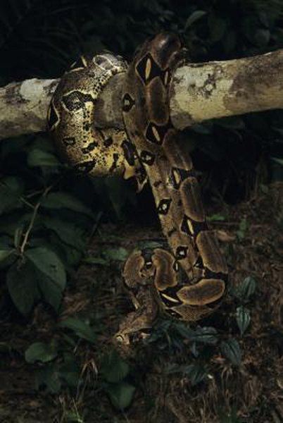 Amazon Forest Animals, Peru Amazon, Amazon Rain Forest, Amazon Animals, Law Of The Jungle, Amazon Forest, Boa Constrictor, Rainforest Animals, Amazon Travel