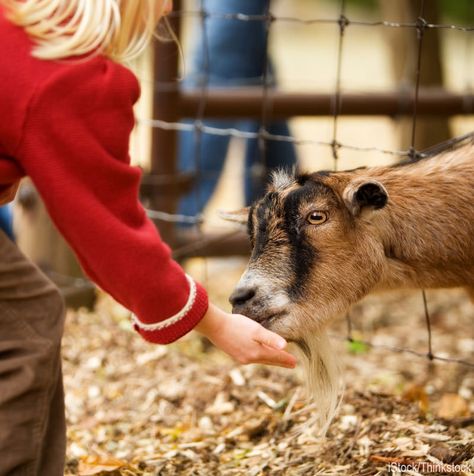 Petting Zoo Farm, Harvest Festivals, Starting A Farm, Zoo Photos, Funny Farm, Pumpkin Patches, Pony Rides, Petting Zoo, World Party