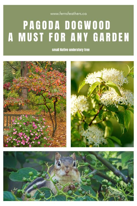 The Pagoda Dogwood or Cornus Alternifolia also named Alternate Leaved Dogwood is a standout understory native tree for gardens big and small. Incredible fall foliage, spring flowers and an abundance of fruit in late summer makes this small tree/shrub a must-have in any garden. The birds, chipmunks and red squirrels with flock to the tree to enjoy the fruits and pollinators will be active in summer at the large white umbrel flowers. Check out our post on this lovely tree for your landscape. Cornus Alternifolia, Pagoda Dogwood, Cake Tree, Red Squirrels, Japanese Inspired Garden, Wedding Cake Tree, Tall Shrubs, Backyard Bee, Japanese Style Garden