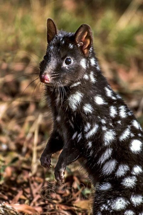 Cool Rare Animals, Animals With Unique Markings, Quoll Animal, Eastern Quoll, European Animals, Cool Animals, Strange Animals, Bruny Island, Spotted Animals