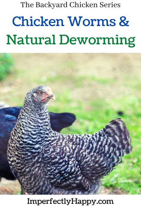 Natural Chicken Dewormer, Worming Chickens, Chicken Sickness, Wild Bunnies, What To Feed Chickens, Homestead Livestock, Livestock Animals, Chicken Videos, Homesteading Life