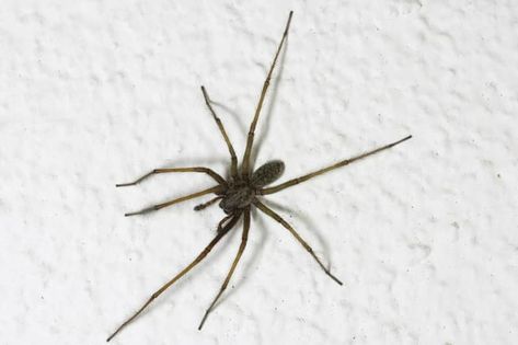 Are House Spiders More Common in the Winter? | Terminix Black House Spider, House Spider, In The Winter, Pest Control, Spiders, Black House, The Winter