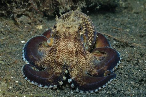 Octopus Front View, Octopus Reference, Octopus Species, Salt Water Fish, Salt And Water, Front View, Octopus, The Internet, Salt