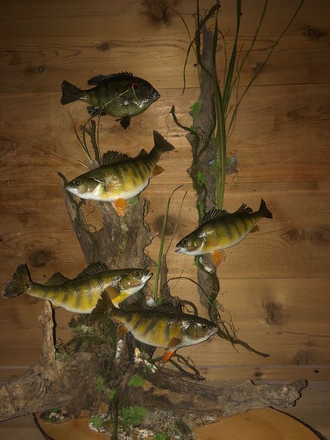 Taxidermy Fish Decor, Hunting Mounts, Fisherman Art, Taxidermy Shop, Woodsy Cabin, Deer Hunting Decor, Fish Taxidermy, Fish Wood Carving, Animal Mounts