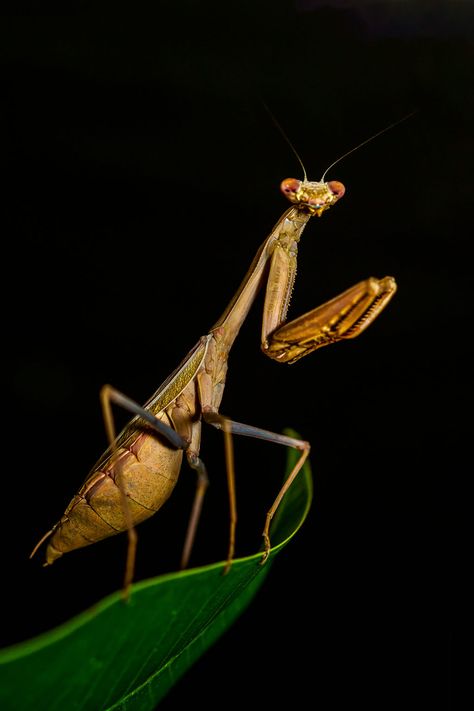 Wildlife Photography Tutorials David Yarrow Wildlife Photography, Wildlife Photography Camera, Wildlife Photography National Geographic, African Wildlife Photography, Wildlife Photography Tips, Insect Photos, Insect Photography, Beautiful Bugs, Praying Mantis