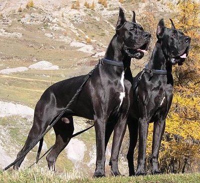 Bad ass Great Dane Colors, Great Dane Facts, Pet Anime, Black Great Danes, Black Dogs, Dane Puppies, Dog German, Huge Dogs, Great Danes