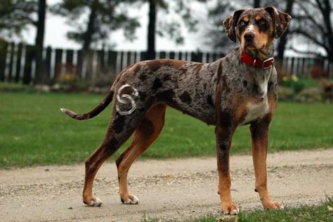 Catahoula Leopard Dog Puppy, Catahoula Leopard Hound, Louisiana Catahoula Leopard Dog, Dog Breed Names, American Dog, Catahoula Leopard, Catahoula Leopard Dog, Leopard Dog, Dogs Lover