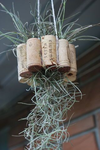 Hanging Air Plant Basket from Recycled Wine Corks - this website shows how-to. Air Plants Diy, Tillandsia Usneoides, Air Plants Decor, Recycled Wine Corks, Wine Cork Projects, Wine Cork Diy, Plants Diy, Air Plants Care, Cork Projects