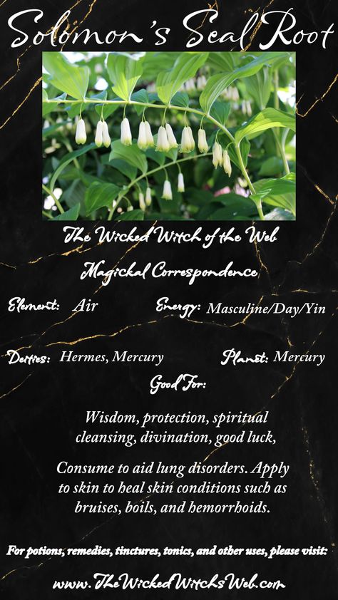 Solomon's Seal Root Herb Magickal Correspondences — The Wicked Witch's Web Magickal Correspondences, Herbs For Protection, Virgo Planet, Solomon Seal, Solomons Seal, Book Of Shadow, Spiritual Cleansing, Growing Tips, Pagan Witchcraft