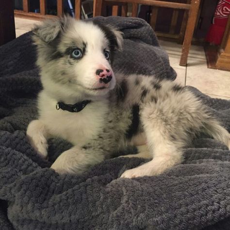 Blue merle border collie puppy Blue Merle Border Collie Puppy, Merle Border Collie Puppy, Border Collie Merle, Blue Merle Border Collie, Merle Border Collie, Border Collie Puppy, Australian Shepherd Blue Merle, Collie Puppy, Aussie Puppies