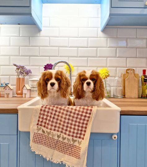 Don't say it's bath time ☺️☺️☺️☺️☺️ . . . . . . . . . #blenheim #blenheimcavalier #blenheimpuppy #blenheimcavalierkingcharlesspaniel #cavalier #cavaliersofinstagram #cavalierpuppy #cavaliercommunity #kingcharlescavalier #kingcharlespuppy #itscavthing #kingcharlesofinstagram #kingcharlesspaniel #cavalierblenheim #cavalierlove #ckcspaniel  #cavalierking #cavalierclub #cavlife💯🐶 #cavmom #kingcharlesblenheimspaniel #cavalierlife #kingcharlescavaliers #kingcharlesofinstagram #kingcharlesspanielsof... Blenheim Cavalier Puppy, Cavalier King Spaniel, King Spaniel, Cavalier Dog, King Charles Puppy, Cavalier King Charles Dog, Cavalier Puppy, King Charles Dog, Cocker Spaniel Dog