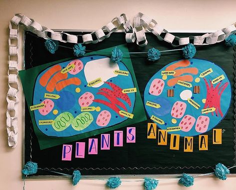 Bulletin boards that lead to student agency 👏🏻👏🏻👏🏻 We compared and contrasted Plant + Animal cells, plus made some analogies to help… Macromolecules Biology, Science Cells, Plant And Animal Cells, Biology Labs, Biology Classroom, Animal Cell, Board Decoration, Environmental Science, Middle School Science