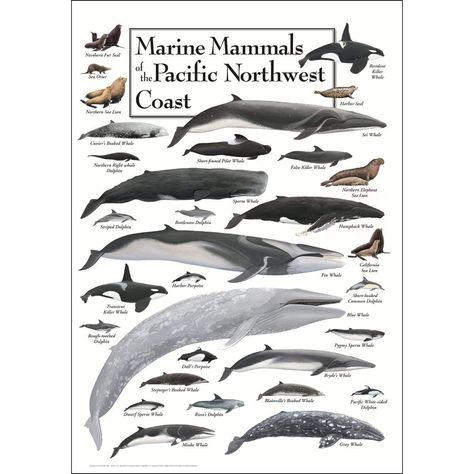 AmazonSmile: Earth Sky & Water Poster - Marine Mammals of the Pacific Northwest Coast: Posters & Prints Whale Museum, Minke Whale, Water Poster, Marine Biologist, Northwest Coast, Marine Mammals, Sea Lion, Blue Whale, California Coast