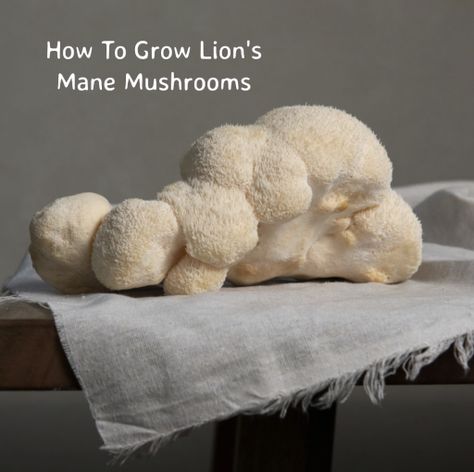 Growing Lion's Mane mushrooms (Hericium erinaceus) can be a rewarding and delicious experience. These mushrooms have a unique appearance and a flavor reminiscent of seafood, making them a popular choice for both culinary and medicinal purposes. Check out our article to learn how to grow Lion's Mane mushrooms at home. Lion Main, Functional Mushrooms, Indoor Farming, Mushroom Growing, Lions Mane, Lions Mane Mushroom, Lion's Mane, Lion Mane, Wild Food