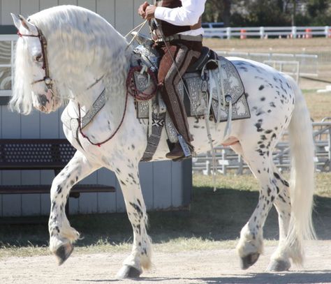 appy/friesian cross. Mystic Warrior, Horse Coat Colors, Rare Horses, Cute Horse Pictures, Equestrian Center, Horse Boarding, Most Beautiful Horses, Appaloosa Horses, Friesian Horse