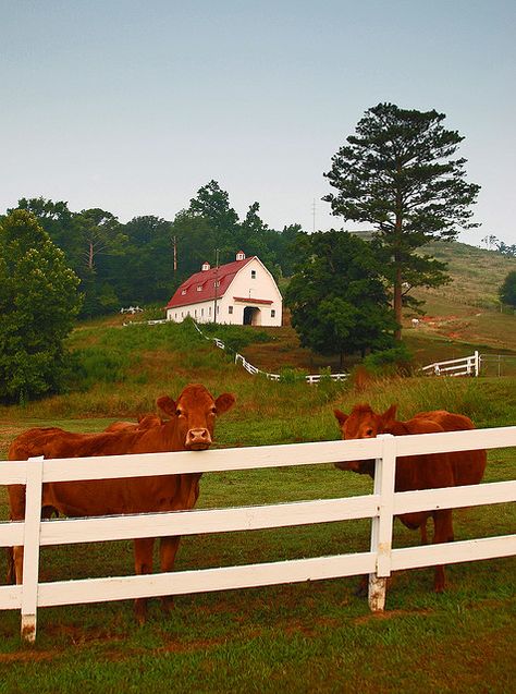 Cows. White Fence, Country Barns, Future Farms, Farm Barn, Country Scenes, Ranch Life, Farms Living, Down On The Farm, Rural Life