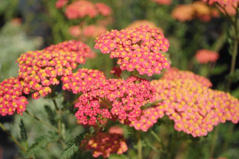 Achillea June Flowers, Diy Bucket, July Flowers, Flowers Wild, Summer Garden, Buckets, Red Peppercorn, Potted Plants, Garden Plants