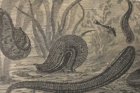 Two Views of Leeches, A Century Apart - DNA Science Leech Aesthetic, Leeches Aesthetic, Royal Ontario Museum, Sharp Teeth, Magic Spells, Matte Painting, Zoology, Sea Animals, Art Portfolio