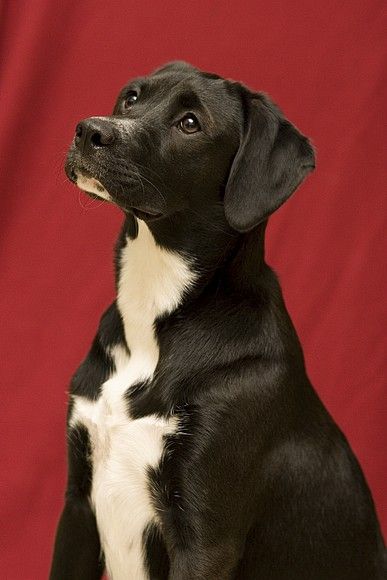 Haley The Boxador -  lab-boxer mix dog.....imagine the great disposition THIS dog would have! Boxer Mix Dogs, Boxador Puppies, Pitbull Mix Puppies, Boxer Mix, Goofy Pictures, Labrador Retriever Mix, Pitbull Mix, Cute Dogs And Puppies, Black Lab