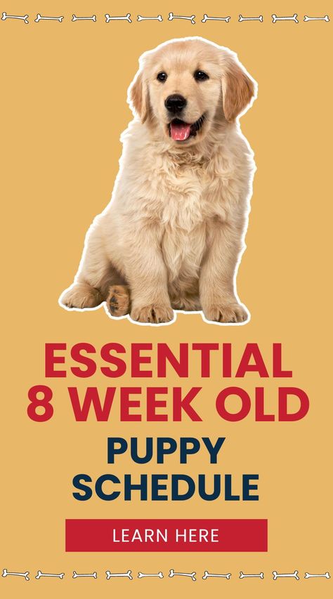 Wondering what to teach your 8-week-old puppy? This essential schedule covers everything from feeding to potty training. Get your pup on the right track from day one! Puppy Routine Schedule 8 Weeks, Best Way To Potty Train A Puppy, Puppy Training Checklist, Puppy Training Schedule By Age, Puppy Schedule 8 Week Old, Puppy Potty Training Schedule, New Puppy Training, Crate Training Puppy Schedule, Potty Training Puppy Apartment