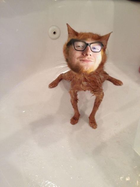 If Ed Sheeran Was A Cat, Ed Sheeran Cat, Ed Sheeran, A Cat, Quick Saves