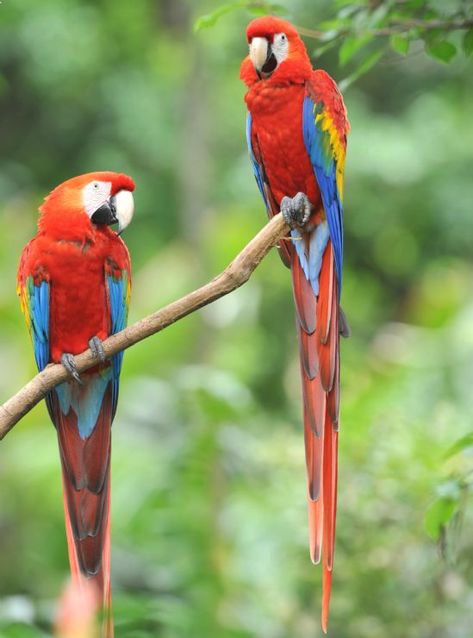 Birds of Costa Rica - Photo Gallery ... Costa Rica Butterfly, Costa Rica Animals, Animals And Pet Supplies, Costa Rica Art, Costa Rica Wildlife, Jamaican Restaurant, Saona Island, Rainforest Animals, Exotic Beaches