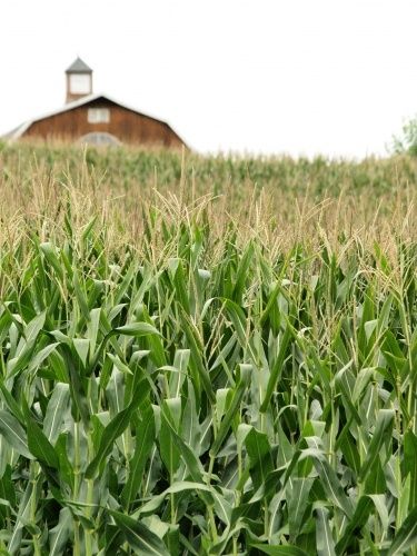 cornfields and large barns: a frequent site in Wisconsin. Corn Fields, Corn Field, Farm Living, Country Walk, Country Scenes, Swiss Chard, Farms Living, Down On The Farm, Rural Life