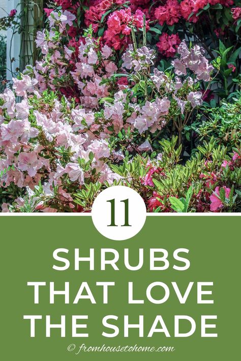 Find out the best bushes to plant under trees in the shade garden in your backyard or front yard. These shade loving shrubs will help to brighten up your yard. Best Shrubs For Shade, Evergreens For Shade, Shade Loving Shrubs, Evergreen Bush, Plants Under Trees, Shade Garden Design, Shade Shrubs, Flowering Bushes, House To Home