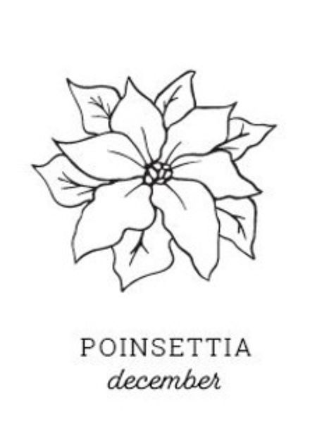 Poinsettia Clipart, Christmas Plants Drawing, Poinsetta Tattoo Design, Holly Leaf Drawing, Pointsetta Plant Drawing, Pointsetta Tattoo Flower, Poinsettia Flower Drawing, Poinsettia Template, Poinsettia Drawing