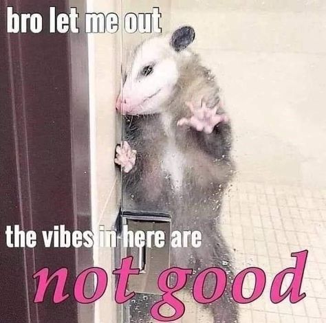 Awesome Possum, Trash Panda, Funny Animal Memes, Wholesome Memes, Olivia Rodrigo, Funny Animal, Animal Memes, Reaction Pictures, Spirit Animal