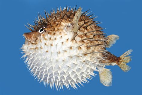 Blow fish side view. Side view of a blow fish, or porcupine fish, isolated on a , #AFFILIATE, #view, #Side, #side, #Blow, #fish #ad Puffer Fish Art, Dangerous Fish, Fish Sides, Kids Sketchbook, Bawah Air, Ocean Friends, Clay Fish, Sea Quilt, Puffer Fish