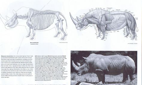 We don't domesticate rhinos, but their body type, like the oxen, is built for great weight. Rhinos have comparatively thick leg bones, stout and low to the ground. Burden beasts bend more at the joints than horses and deer - bent structures diffuse weight better (this is why our femurs bow in to the knee instead of going down straight). The back of the skull is flat and the spines of the vertibrae extended for powerful neck muscles. That head is heavy! Tiger And Human, Neck Muscles, Skeleton Anatomy, Leg Bones, Animal Skeletons, Scary Animals, Animal Anatomy, Anatomy For Artists, Rhinos