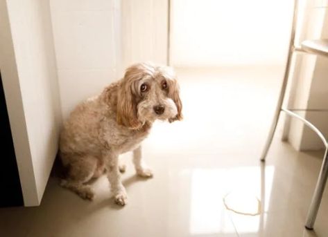 Dog Peeing in the House: Why and What to Do | PetMD Christmas Vacation Destinations, Gum Removal, Goals And Habits, Dog Pee Pads, Potty Pads, House Training Dogs, Multiple Dogs, Dog Potty Training, Puppy Pads