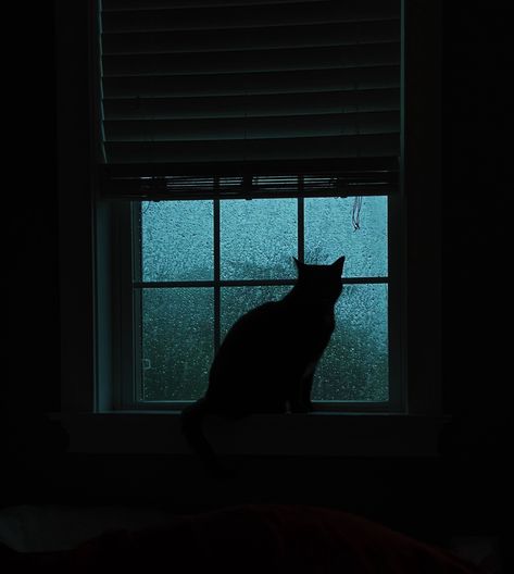 #fall #gloomy #blackcat #rainyday #cozy Gloomy Vibes, Gloomy Aesthetic, Fotos Aesthetic, Gloomy Day, Playlist Covers, Fall Aesthetic, Purple Aesthetic, Rainy Days, Dark Aesthetic