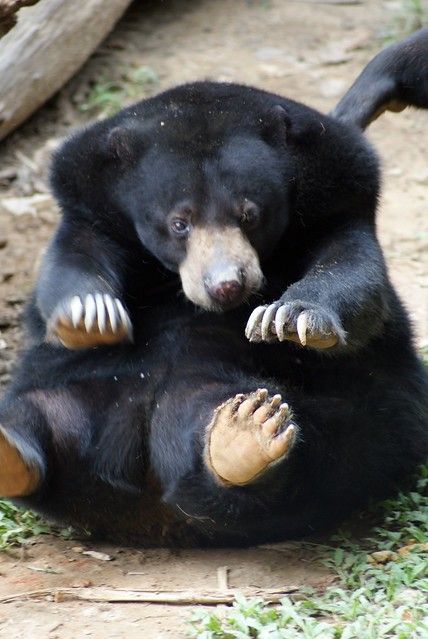 Malay (Malaysian Sun Bear): Lok Kawi Wildlife Park in Borneo, Malaysia Malayan Sun Bear, Sun Bear, Moon Bear, Sloth Bear, Wildlife Park, Love Bear, Silly Animals, New Guinea, Bear Cubs