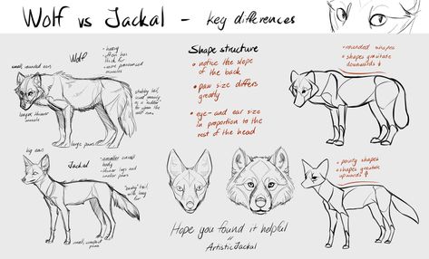 I don't know whether this will help anyone but I made it for a friend so yeh. also I forgot to mention the canvas I started with was 1285 x 946 pixels and re-sized it down to 700 x 515 pixels unu i... Jackal Reference, Jackal Sketch, Jackal Illustration, Drawing Canines, Wolf Sketches, Wolf Anatomy, Anthro Design, Fox Anatomy, Figure Gesture