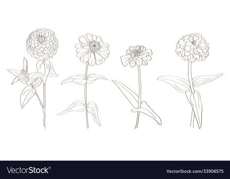 Flower Drawing Step By Step, Drawing Quotes Creativity, Zinnia Flower, Quotes Creativity, Cartoon Chicken, Zinnia Flowers, Drawing Step By Step, Flowers Vector, Drawing Step