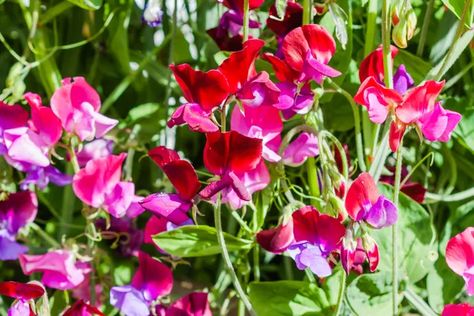 How to Grow Nasturtium Easiest Flowers To Grow, Growing Sweet Peas, Sweet Pea Plant, Growing Cut Flowers, Sweet Pea Seeds, When To Plant, Sweet Pea Flowers, Gardening Trends, Flower Farmer