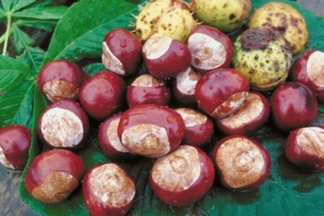 Chestnut Crafts, How To Make Buckeyes, Buckeye Crafts, Buckeye Tree, Buckeye Nut, Small Farming, Horse Chestnut Trees, American Chestnut, Vegetable Plants