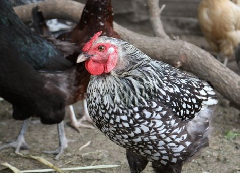 Hens can live in style when their owners discover how to blend feathered fowl with backyard décor. Quail House, Ground Squirrel, Silkie Chickens, Backyard Flocks, Farm Ideas, Backyard Chicken Coops, Poultry Farm, Live In Style, Diy Chicken Coop